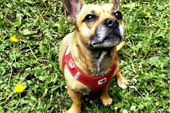 Hunde aus dem Tierheim bald von Hundesteuer&nbsp;befreit?