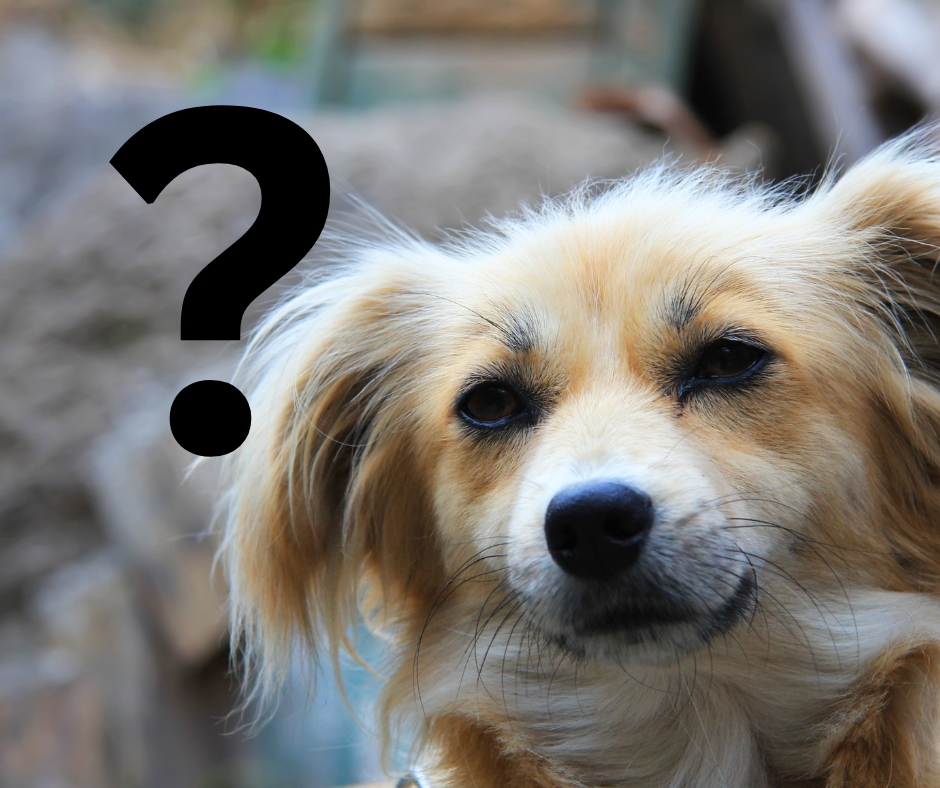 Ist das Tierheim Schwerin „gerettet“? Trotz gegensätzlichem Stadtvertreterbeschluss?