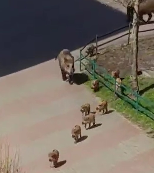 Facebook Video: Wildschwein-Familie auf dem „Großen Dreesch“ sorgt für Aufsehen in&nbsp;Schwerin.