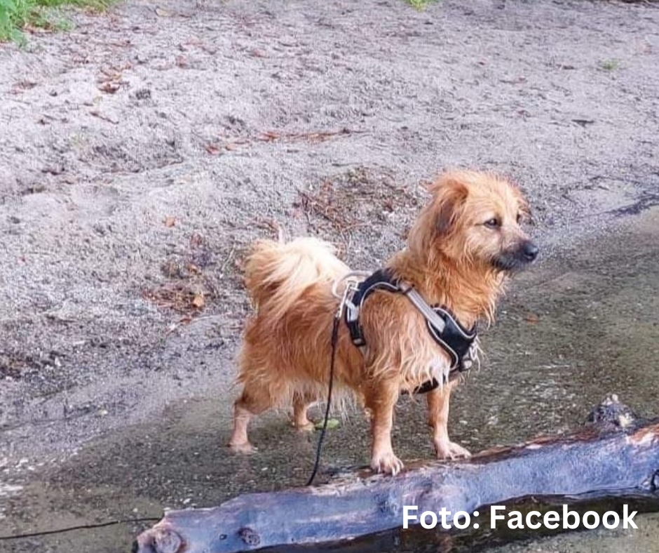 Hund nach Raub und Körperverletzung wieder bei der Besitzerin. Täter noch nicht&nbsp;ermittelt.