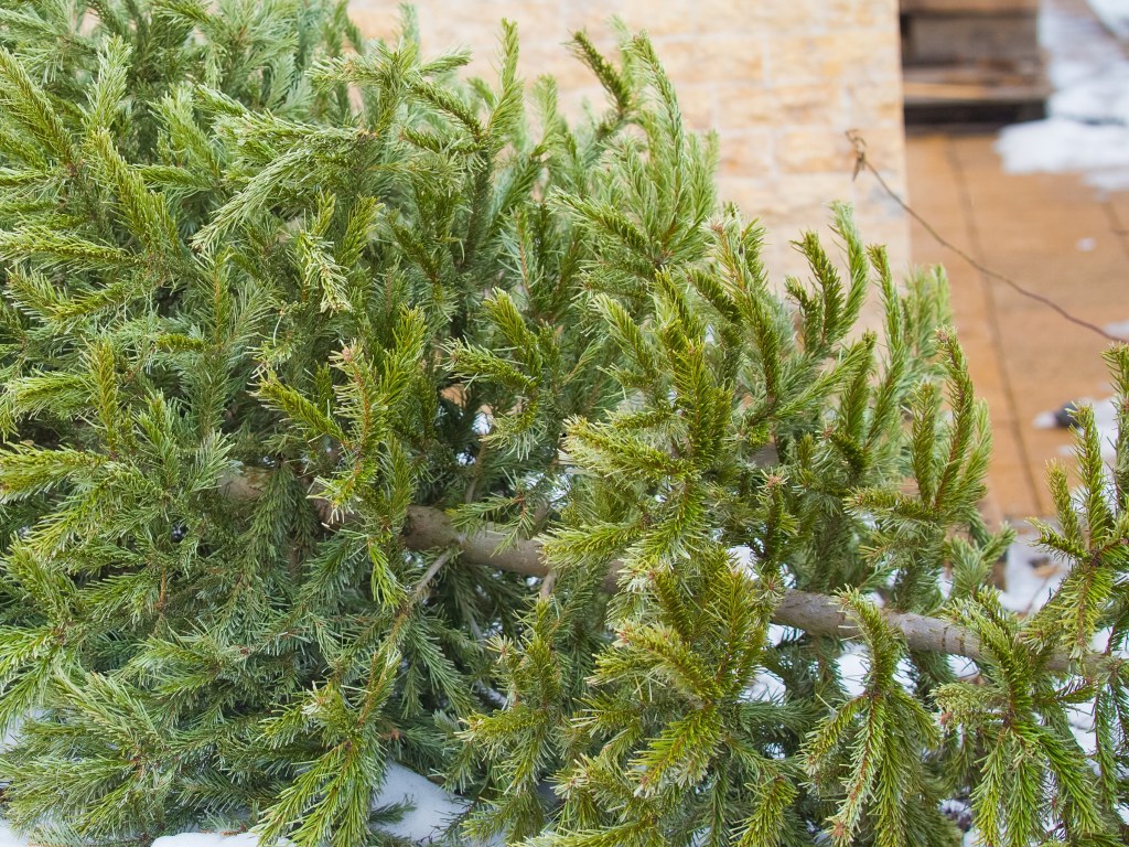 Wohin mit den ausgedienten Weihnachtsbäumen? Sammelstellen für&nbsp;2025