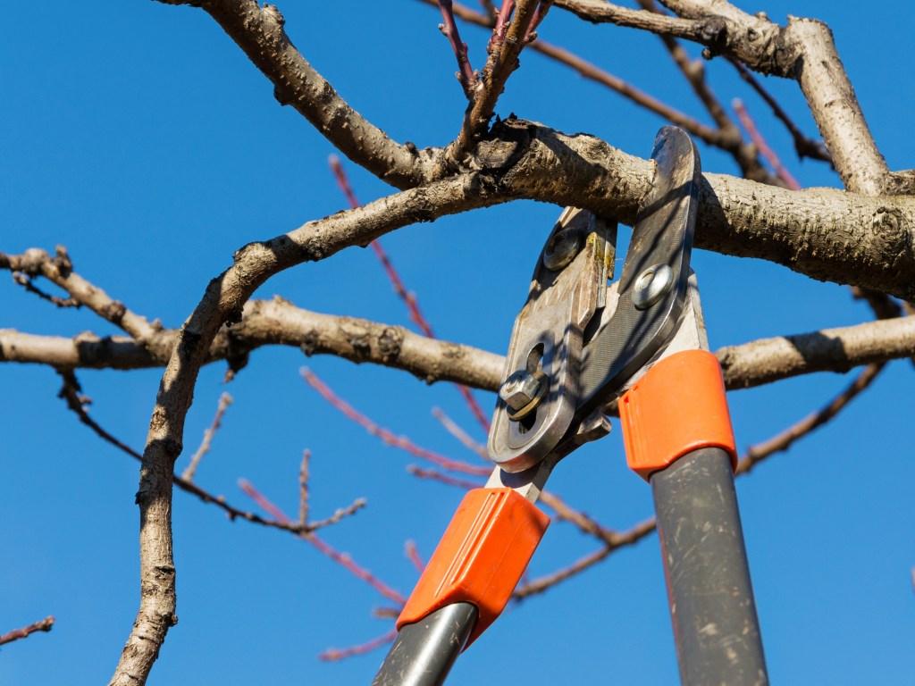 Baumpflegearbeiten von Montag bis Freitag im Stadtgebiet von&nbsp;Schwerin