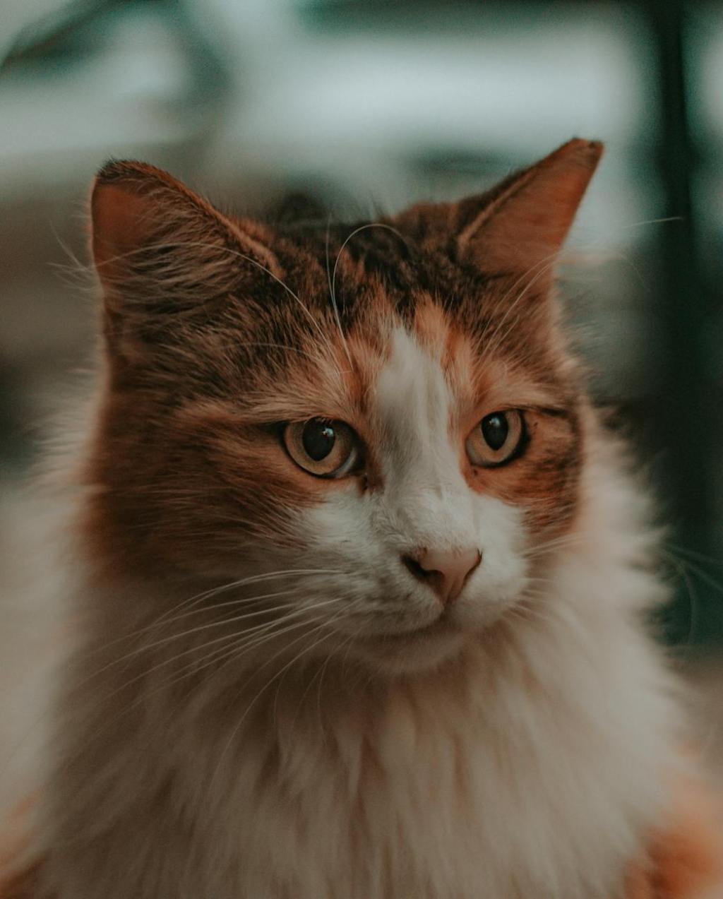 UB/FDP freuen sich über Zustimmung zur Kastration von&nbsp;Katzen