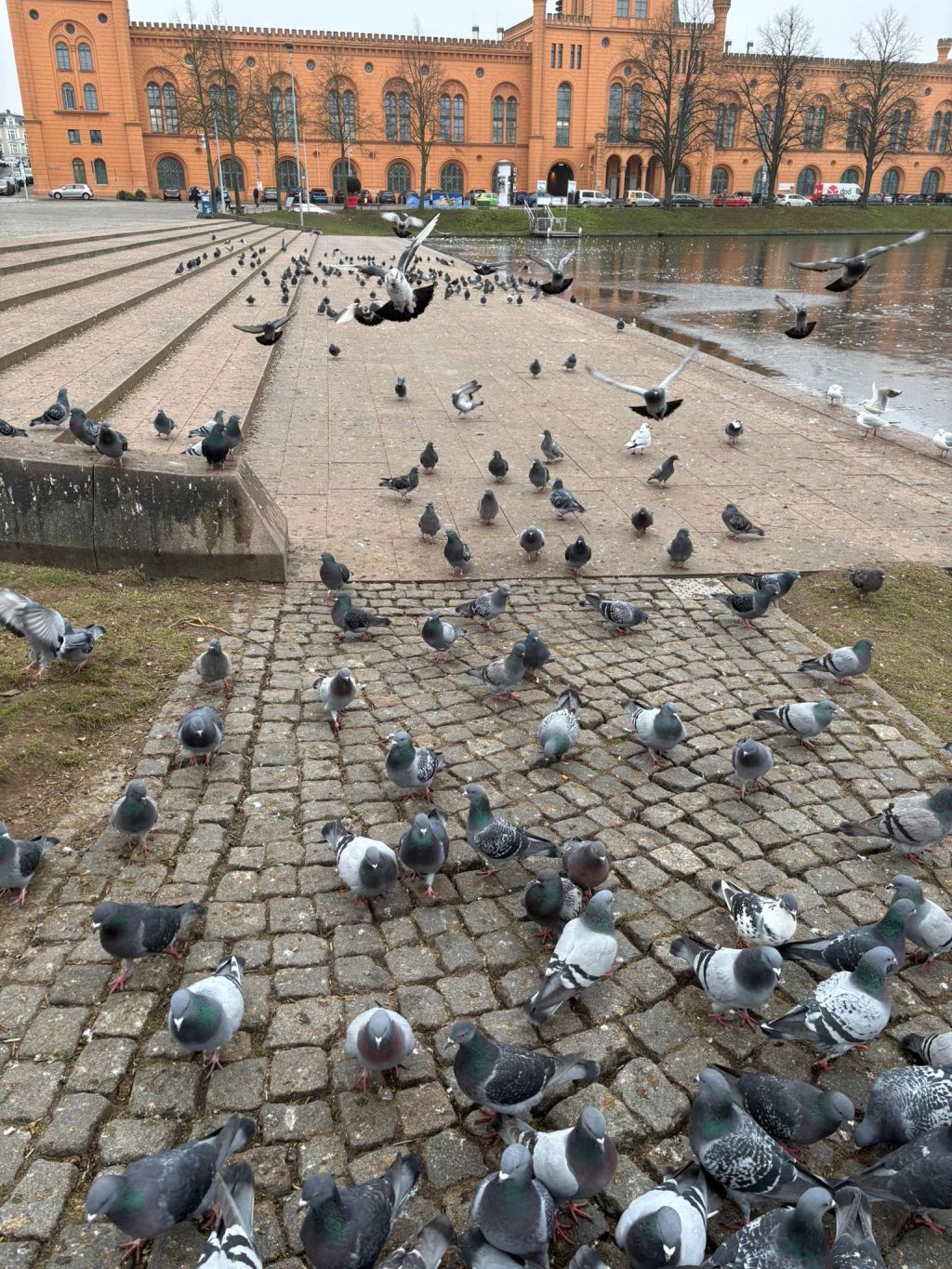 Pfaffenteich-Treppe voller Kot – wann wird das Taubenproblem endlich ernst&nbsp;genommen?