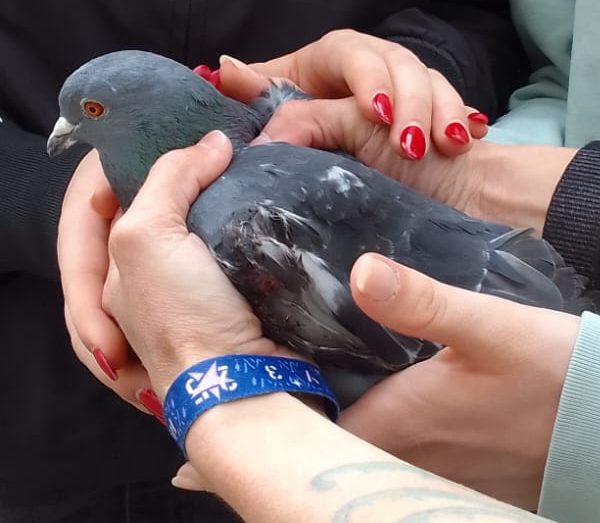 Schwerins Stadttauben – Interview mit den Taubenretterinnen aus&nbsp;Schwerin.