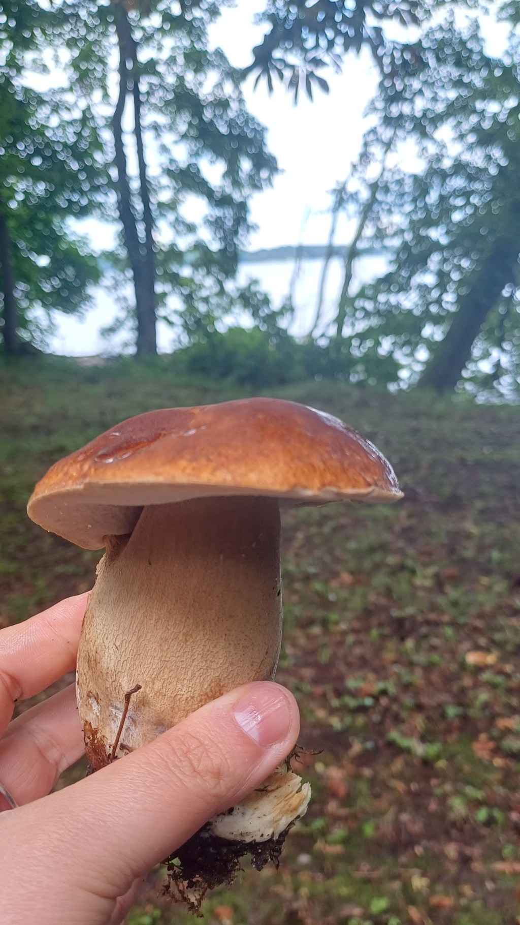 Pilzausstellung und Pilzberatung in der Naturschutzstation Schwerin