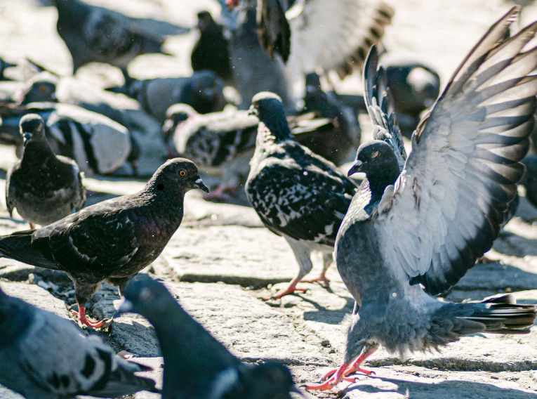 Skandal hinter Paragraphen: Wie eine neue Satzung in Schwerin Tierquälerei&nbsp;provoziert