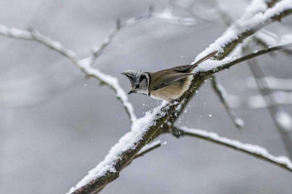 Mitmach-Winterferien in Schweriner  Naturschutzstation: echte Tierfotografie, Märchen und Vögel füttern im&nbsp;Winter