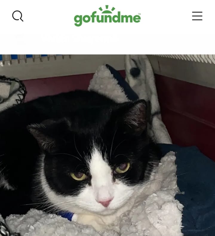 Schwerinerin kämpft um ihre Katze Emy – Unterstützung&nbsp;gesucht