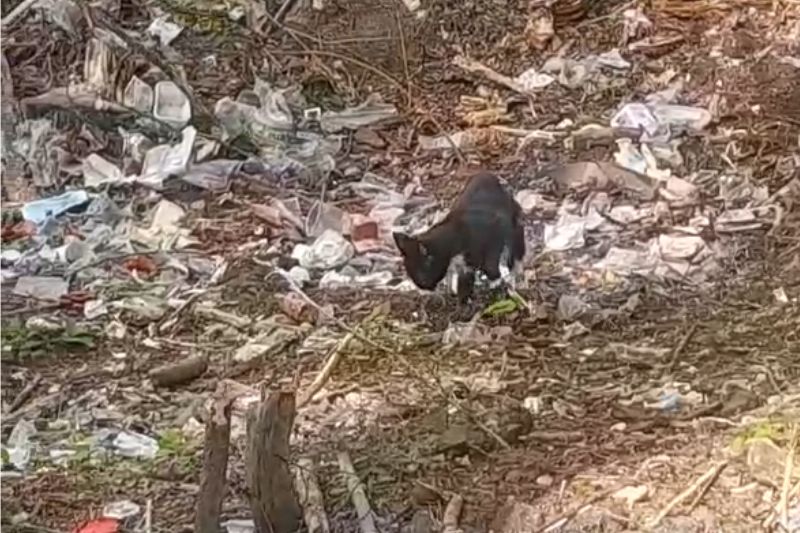 Ziegeleiteich: Warum die Staatsanwaltschaft die Ermittlungen zu ALBA Verschmutzungen jetzt eingestellt&nbsp;hat