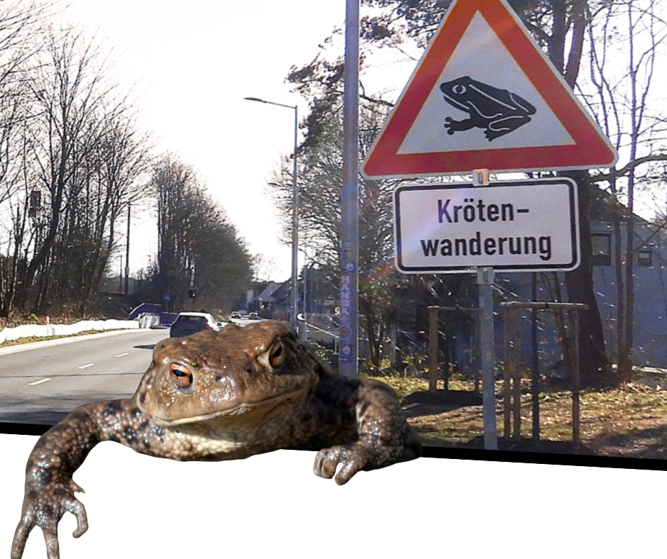 Tempo runter für Kröten: Diese Straße in Schwerin wird jetzt zur&nbsp;Schutzzone