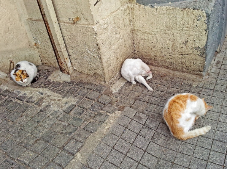 Wenn Tiere in Schwerin gefunden oder verletzt werden: Was der neue Bericht&nbsp;zeigt