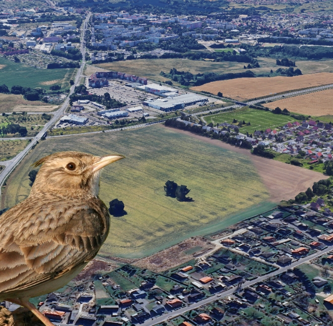 Warnitzer Feld: Mega-Projekt soll jetzt kommen – alle Dokumente hier lesen. Feldlerche als „Störfaktor“. Beratung am&nbsp;Dienstag.