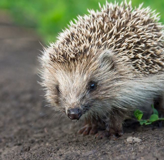 Nächtliches Mähroboter-Verbot in Schwerin gilt ab sofort. Was in der Verfügung&nbsp;steht: