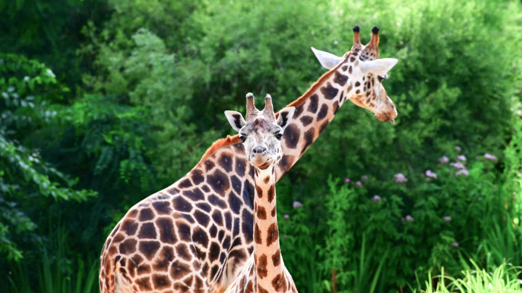 Welt-Giraffentag im Zoo Schwerin: Umwelt-Euro fließt in den Schutz bedrohter&nbsp;Giraffen