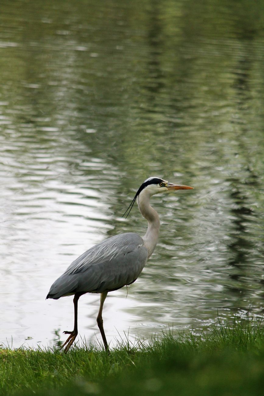 Neue Natura-2000-Station soll Vogelwelt an den Schweriner Seen stärken