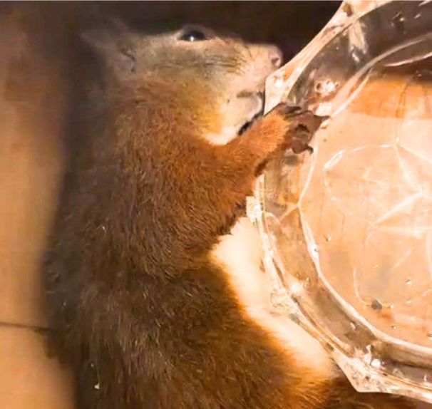 Eichhörnchen stirbt nach Fund auf Schweriner Betriebsgelände – Tierschützer erheben&nbsp;Vorwürfe