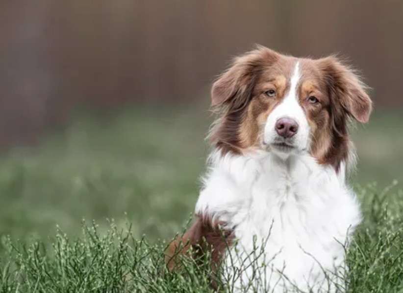 Kreuzotter beißt Hund Nala – Familie aus Schwerin bittet um&nbsp;Hilfe
