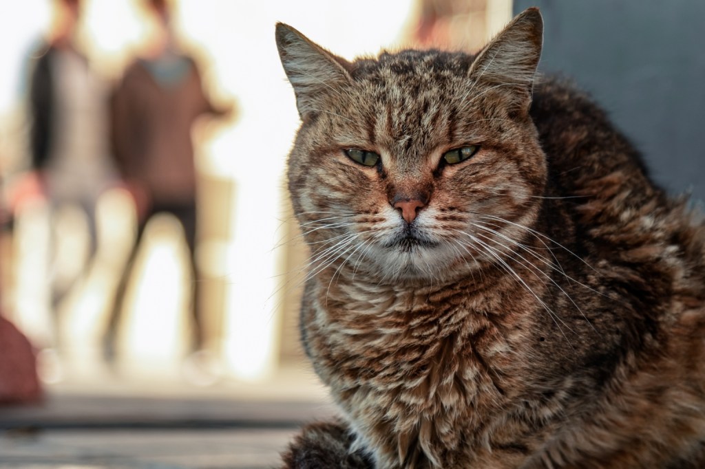 Katzenschutzverordnung in Schwerin: Stadt sieht bislang keine ausreichenden Hinweise auf erhebliches&nbsp;Tierleid
