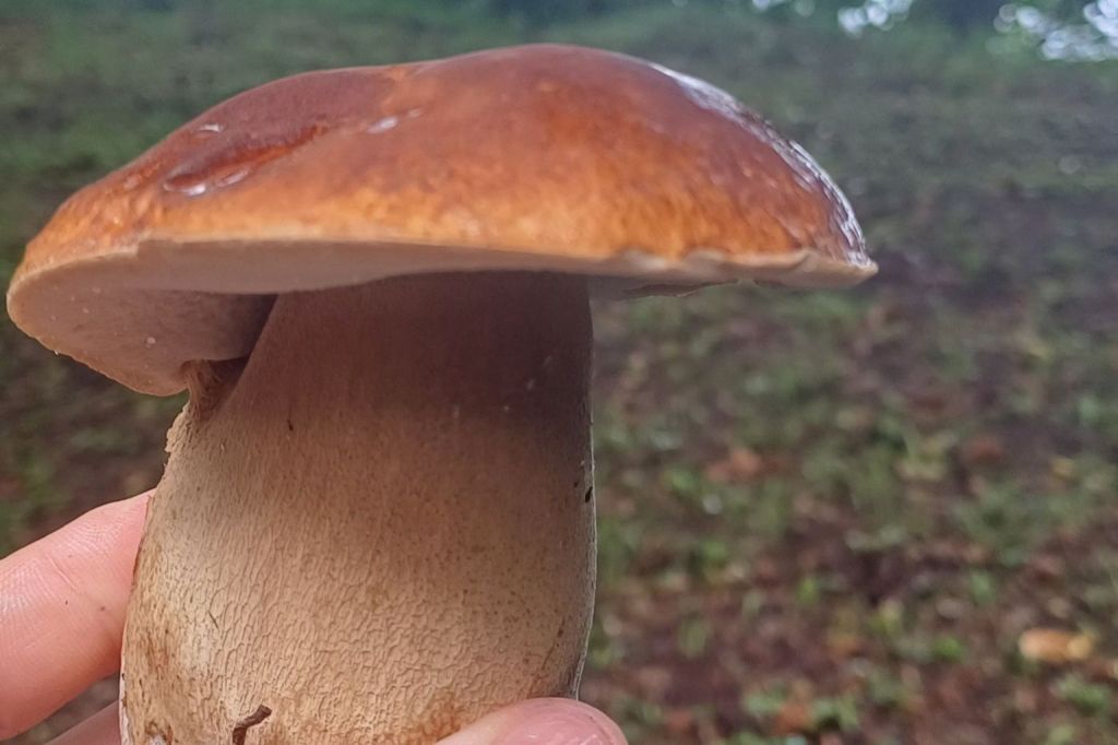 Pilze gesammelt? Hier können Schweriner ihre Funde kostenlos prüfen&nbsp;lassen