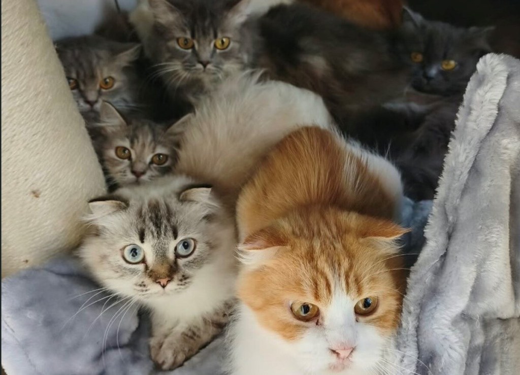 29 Katzen aus nicht artgerechter Haltung geholt – jetzt beginnt die Vermittlung