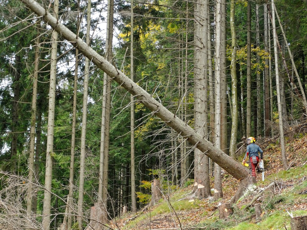 Kettensägen im Zippendorfer Wald: Stadt startet Baumpflege – einzelne Wege zeitweise gesperrt