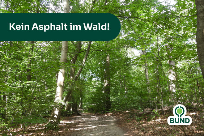 776.000 Euro für Asphalt im Wald: Petition gegen Weg-Ausbau zwischen Zippendorf und Müß