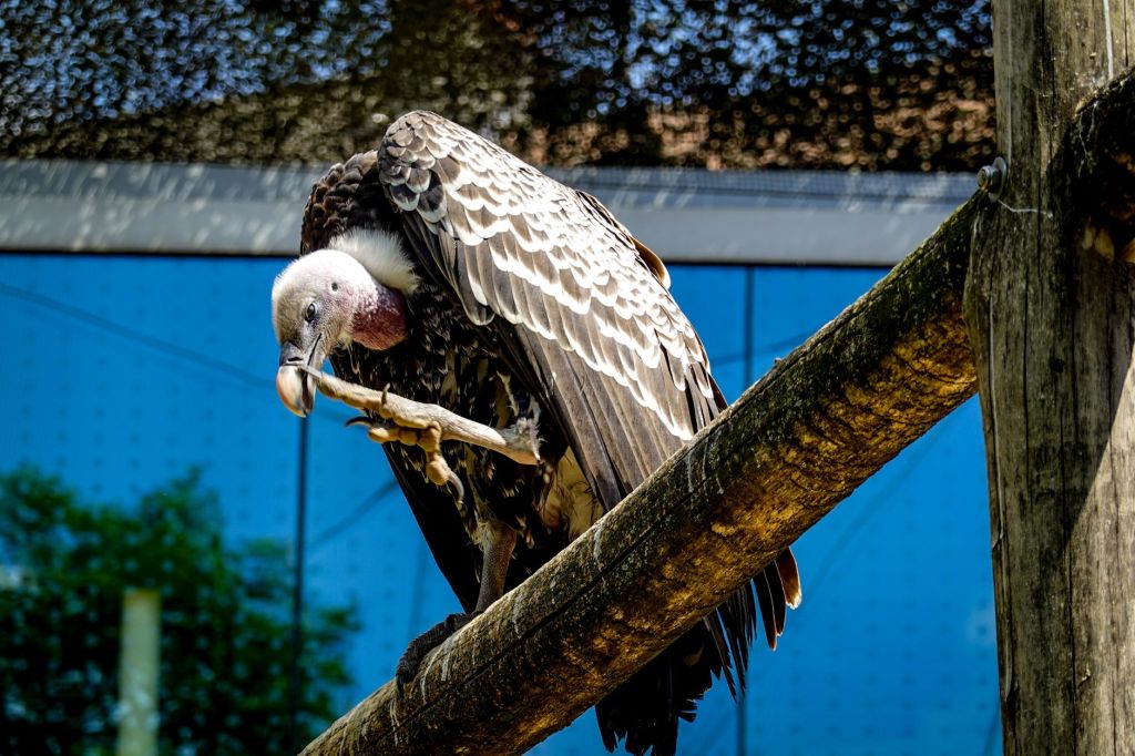 Pleitegeier? 750.000 Euro zusätzlich für den Zoo Schwerin: Besucherzahlen zwingen Stadt zum Zuschuss.